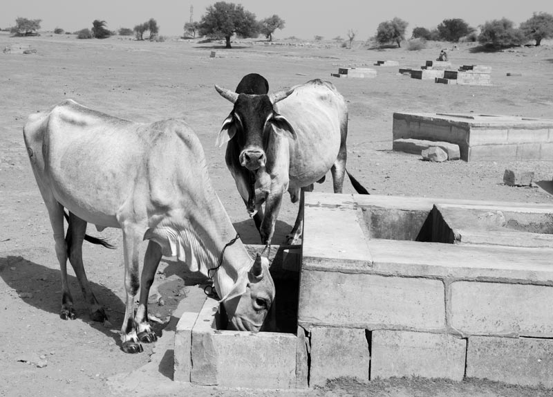 Nature-based solution for quenching thirst in the driest place of India - Cattle  drinking water at a 'kheli' in the dry bed of Viprasar, a rainfed pond in Thar Desert, Jaisalmer district, Rajasthan